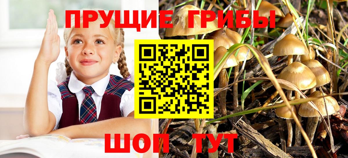 Псилоцибиновые грибы Cubensis Лосино-Петровский